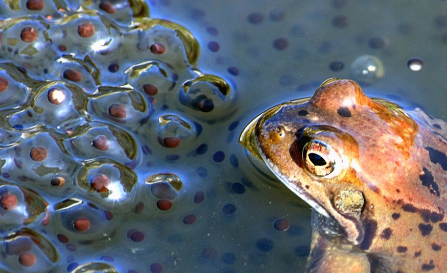 Garden pond with frog and frog spawn